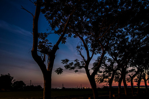 sunset tree night canon landscape taiwan 60d