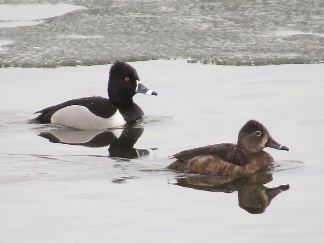 Ring-necked Duck at Lake Bloomington in McLean County 02
