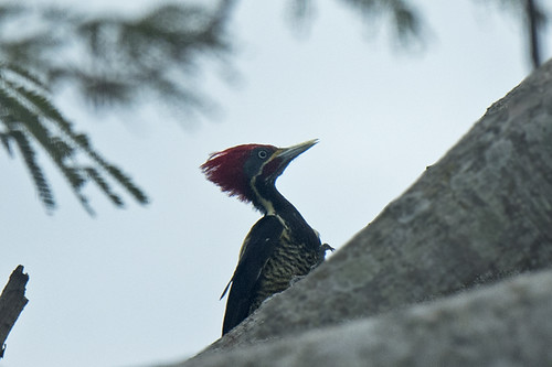 Honduras: Linneated Woodpecker 1