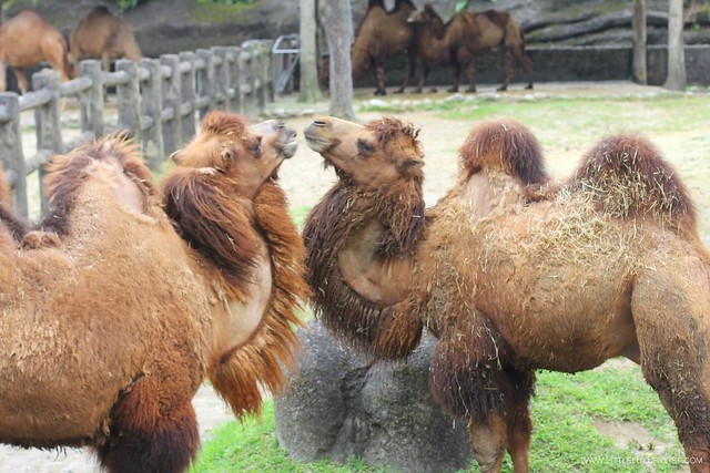 Taipei Zoo camels