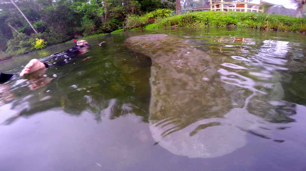 Swimming with Manatees in Crystal River, Florida