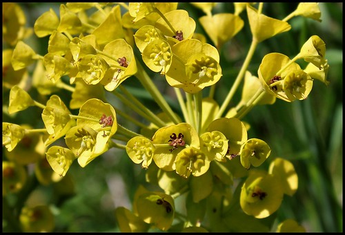 Euphorbia characias (3) - Copie