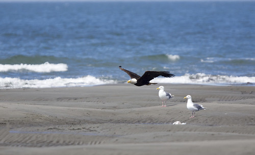 agulia eagle alaska outdoor wildlife wildbird seabird seagulls ocean scenic oceano gaviota playa shorebirds