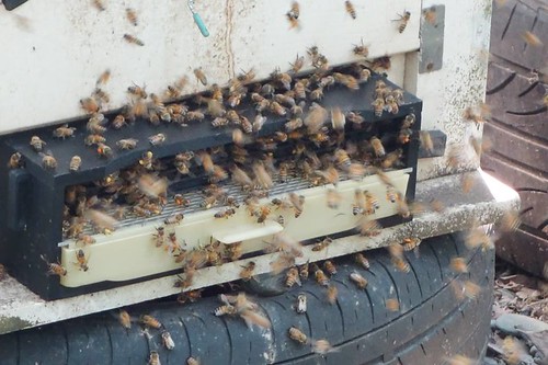 這天拜訪了養蜂的陳敬安大哥。圖片來源：小間書菜
