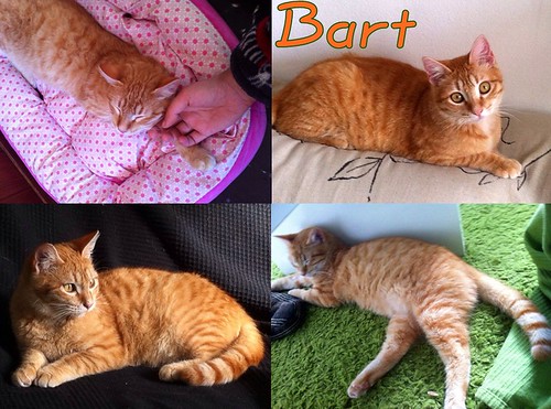 Bart, gatito rubio tímido esterilizado, un caramelo nacido en Agosto´14, en adopción. Valencia. ADOPTADO. 16746242125_8ab273663d