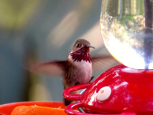 Calliope Hummingbird, at my feeder!, Silverado, CA
