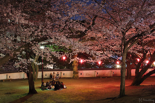 Sakura in Katsuyama park at Night