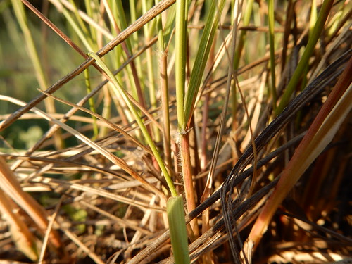 montana native roadside poaceae perennial bunchgrass seeleylake coolseason greenneedlegrass stipaviridula stipeae