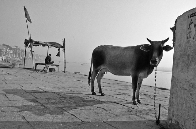 Cow (Photo by Siddhant Mohan, TwoCircles.net)