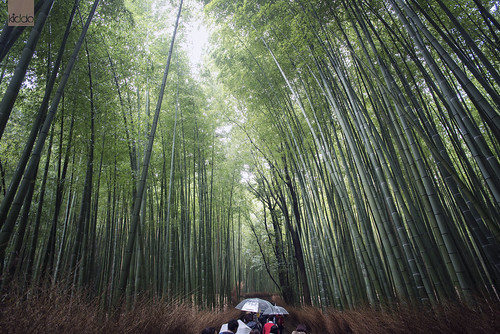 nature japan ji nikon focus kyoto voigtlander bamboo full sl ii frame 20mm manual d800 天龍寺 f35 colorskopar tenryu 竹林 大本山 slii 大本山天龍寺