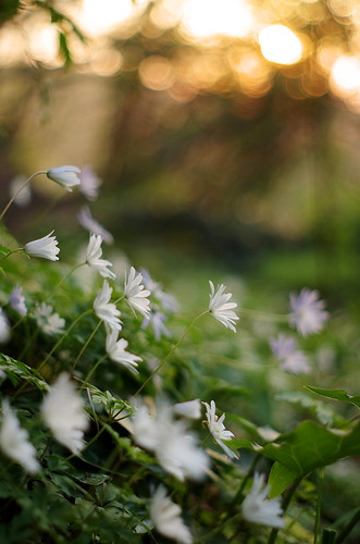 flowers light sunset italy forest countryside spring pentax bokeh lazio k5 2015 anemoneapennina verticalformat ξssξ®®ξ