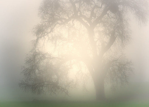 california mist fog forest sunrise centralcoast pasorobles centralcalifornia sanluisobispocounty cloudsstormssunsetssunrises olympus75mm18 panasonicgh4 dovercanyonroad