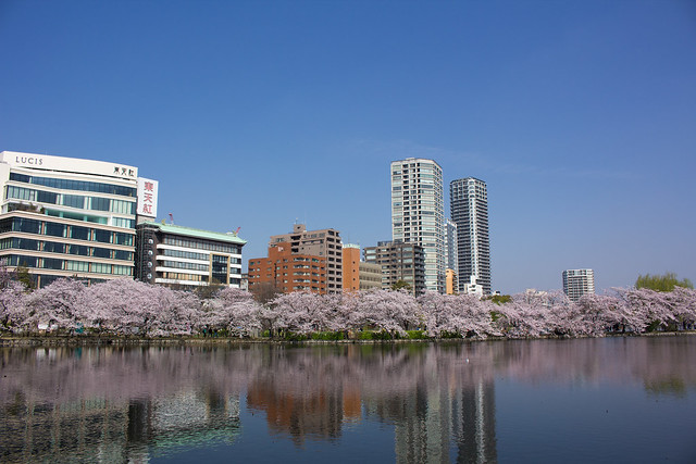 上野公園の桜2015_4