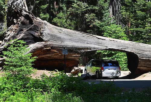 Sequoia National Park aneb V zemi obrů