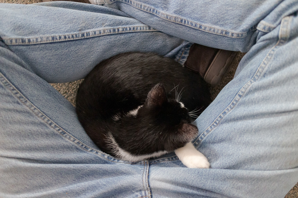 Our black-and-white kitten Boo cuddles up in my lap as I wear jeans