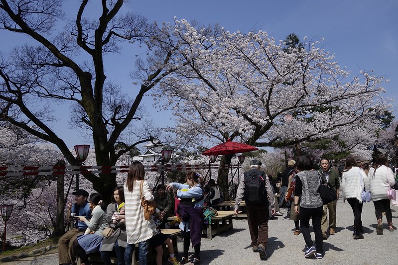 春を行く１８　金沢桜満開！　兼六園の桜