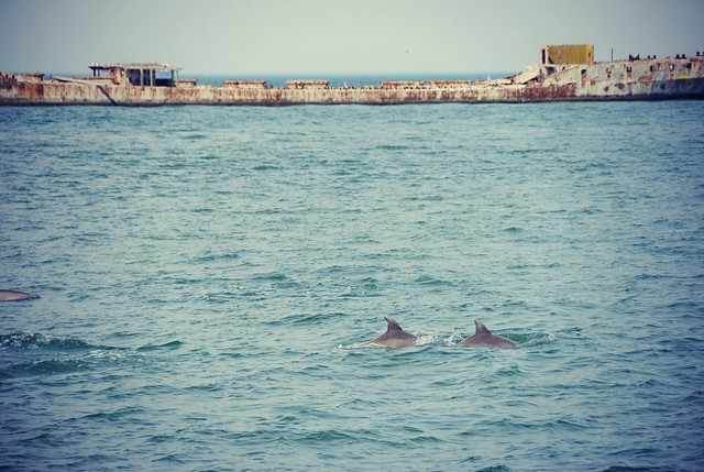 Make discoveries together like this pod of dolphins near the concrete ships at Kiptopeke State Park Virginia