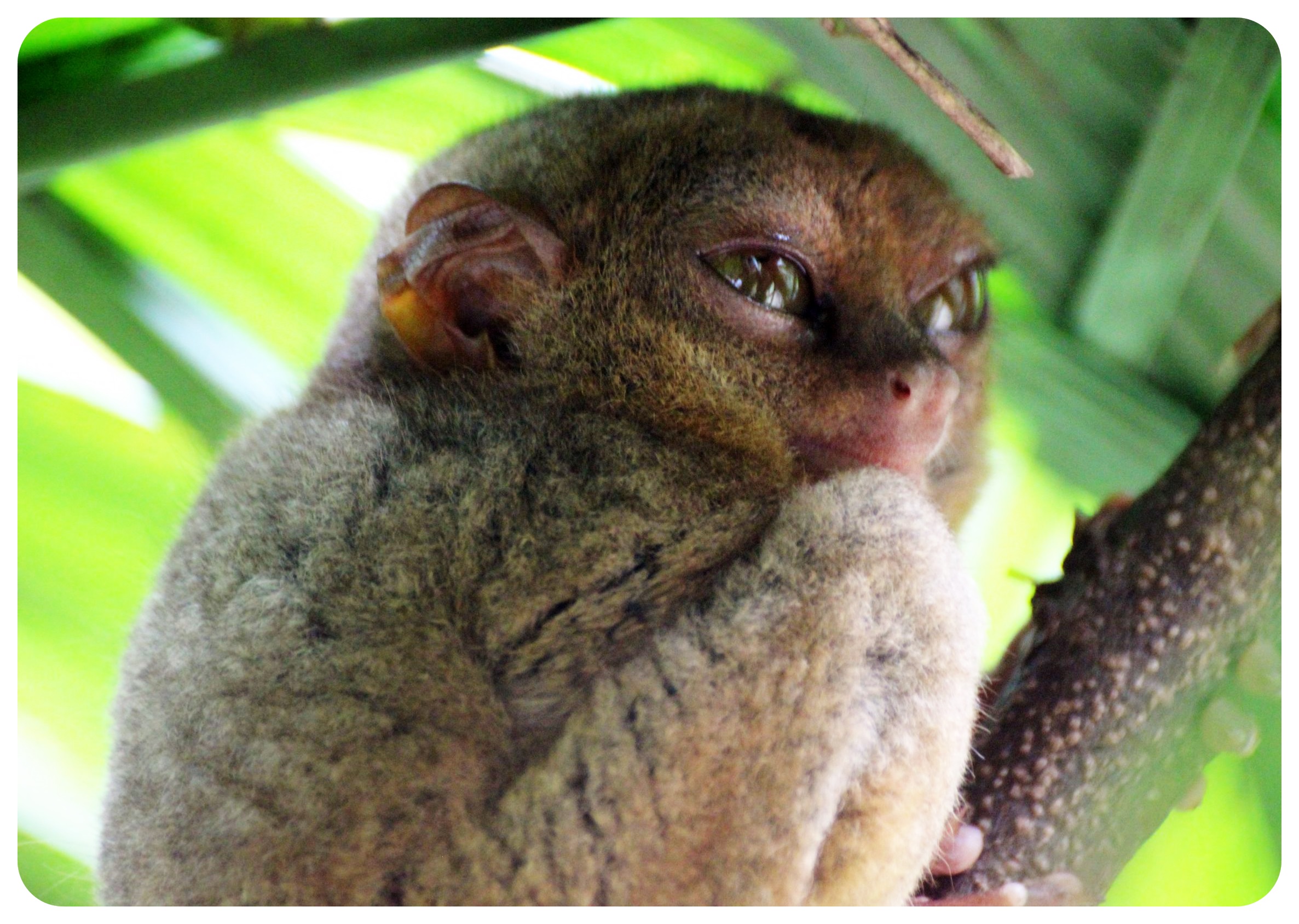 tarsier bohol tourism