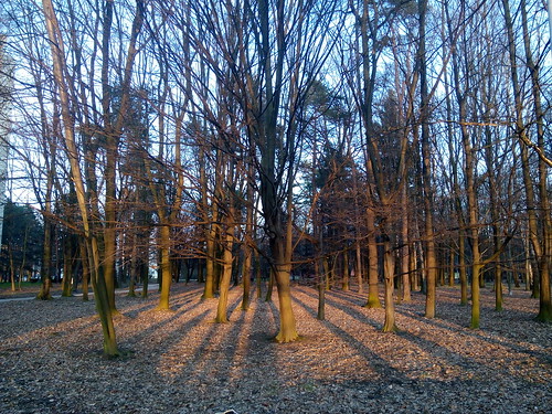 trees sunset shadow forest shadows ostrava belskyles