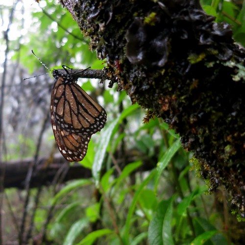 nature rain butterfly woods bosque monarch mariposa sanctuary danausplexippus monarca