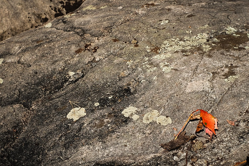 leaf rock red ontario leaves contrast