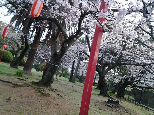 9801和歌山城的櫻花