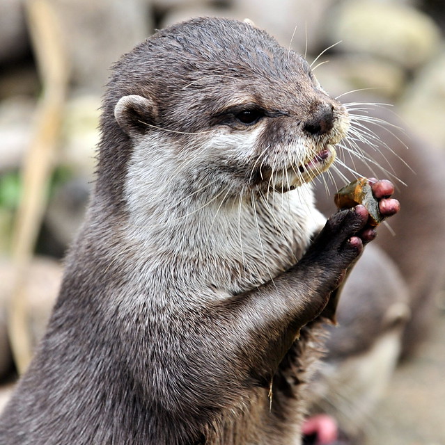 Upright Asian Short-Clawed Otter with round ears and a sweet face, holding a pebble between its front paws