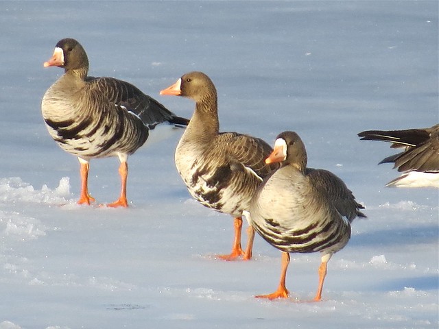 Greater White-fronted Goose at Lake Bloomington in McLean County, IL