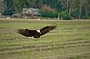 Bald Eagle Spreading His Wings