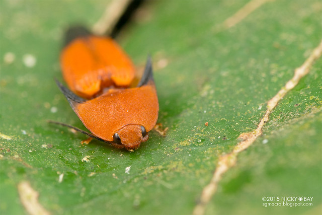 Click beetle (Pachyderes apicalis?) - DSC_7994