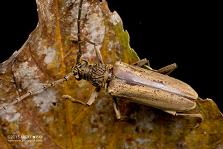 Longhorn beetle (Trachylophus approximator) - DSC_5754