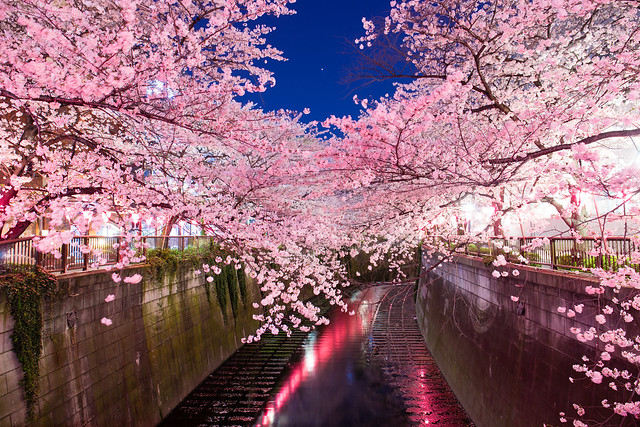 SAKURA（Cherry blossom） / Meguro river, Meguro, Tokyo