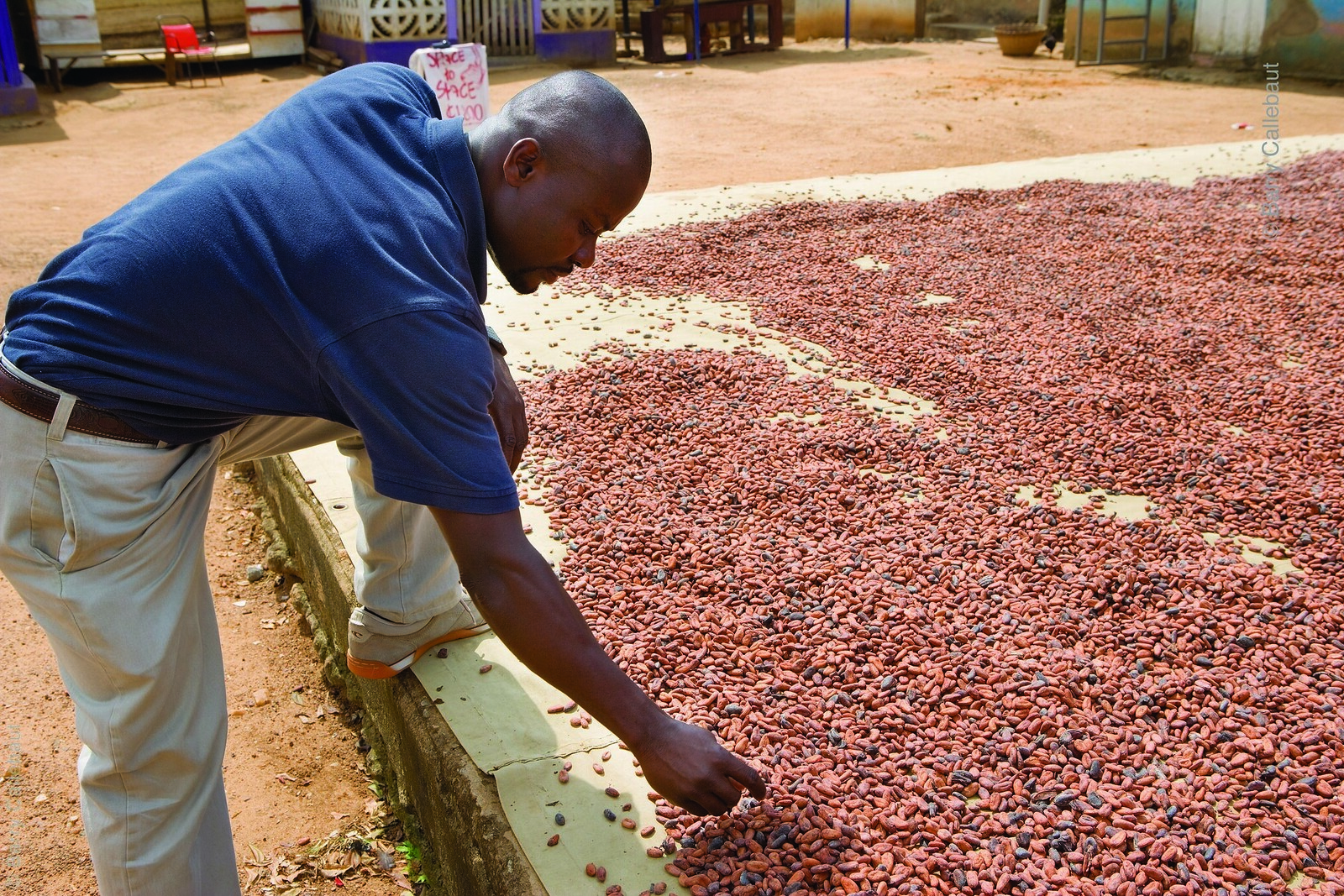 Drying cocoa beans