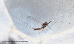 short lived”. Mayflies; 2-3 cerci, antennae short, two pairs of wings, hind wings shorter thanforewings, vertical at rest. Nymphs bear abdominal gills. Adults often lack mouth-parts