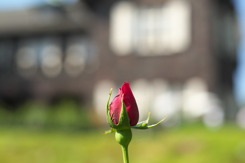 旧古河庭園のバラ 2016年5月5日