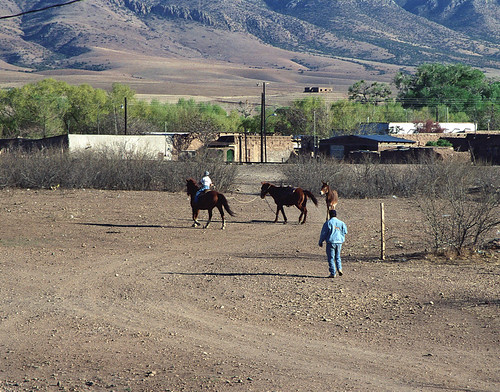 2003 people horse chihuahua mexico desert mule lasso chihuahuandesert mataortiz