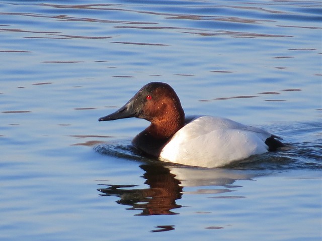 Canvasback at Lake Bloomington in McLean County, IL 11