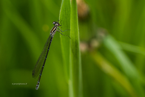 macro green nature canon eos natural vert 100mm 7d 28 damselfly insecte agrion sériel