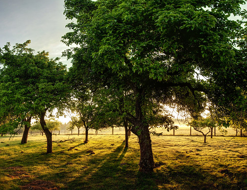 morning sunset shadow sun sunlight tree beautiful rural sunrise landscape outdoors evening countryside early scenery sundown bright scenic sunny scene orchard picturesque shining appletree