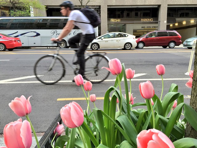 15th St Cycletrack is now a tulip-track