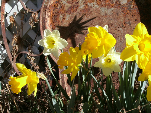 spring daffodils March 2012 012
