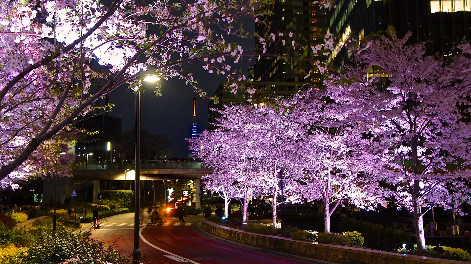 Tokyo Midtown Cherry Blossoms, the good an the bad by Manish Prabhune