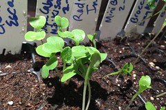 seedlings cabbage IMG_0588