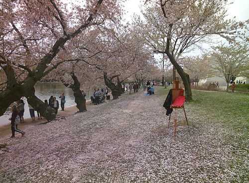 Cherry Blossoms #throughglass