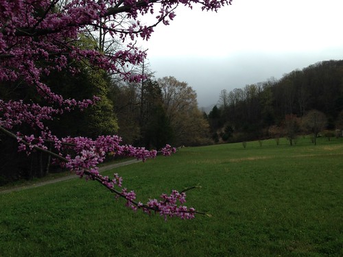 mist mountains nc spring rainy blueridge redbud dillingham bigivy