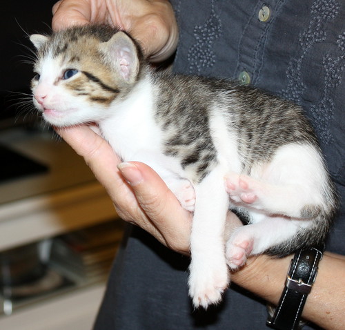 Abbot, gatito pardo y blanco mimosón, nacido en Marzo´15, busca hogar. Valencia. ADOPTADO. 17029599642_feb09e7cdb