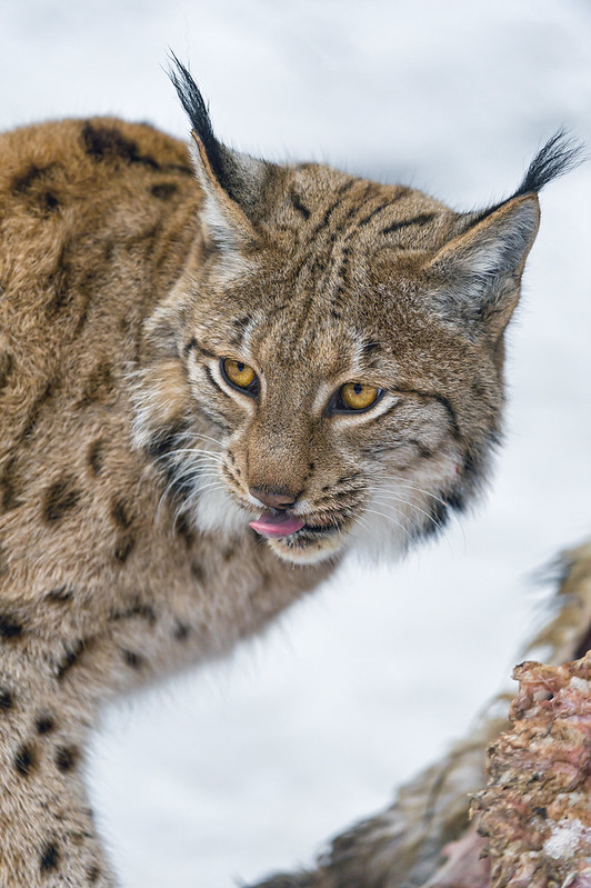 Lynx with meat, looking back...