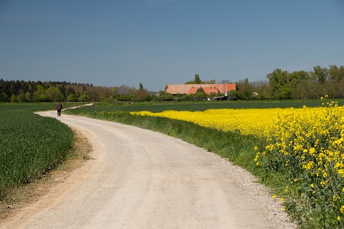 jaune spring farm promenade fields printemps ferme chemin balade colza