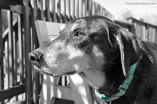 Teutul is Seeing Green. #seniordog #rescueddog #adoptdontshop #LapdogCreations ©LapdogCreations