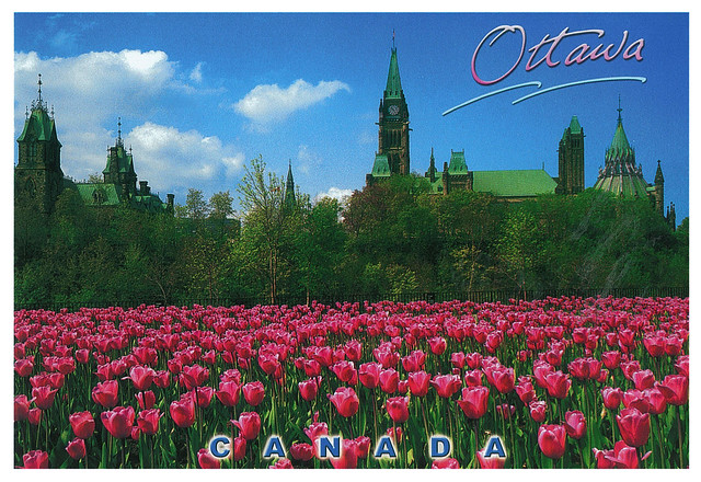 Canada - Ottawa - tulips